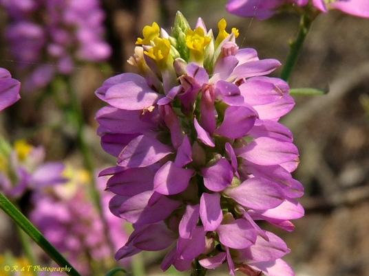 {Polygala curtissii}